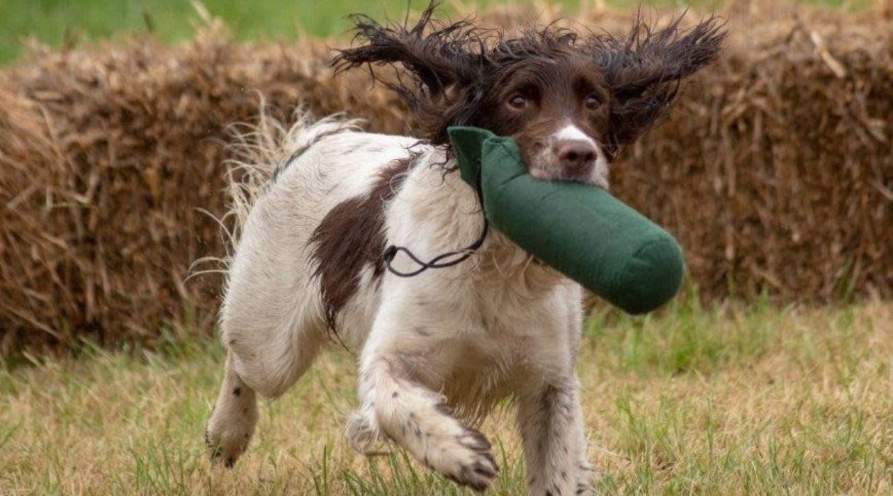 A white dog with brown spots and floppy, brown ears competes in the Gundog Scurry and retrieves a stuffed toy at the Orvis Game Fair in Millbrook